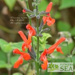 Salvia dichlamys 'Super Elk'