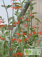 Salvia dichlamys 'Super Elk'