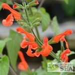 Salvia dichlamys 'Super Elk'