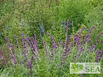 Salvia leucantha 'Purple Dwarf'