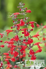 Salvia coccinea 'Summer Jewel Red'