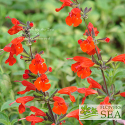 Salvia coccinea 'Summer Jewel Red'