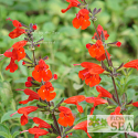 Salvia coccinea 'Summer Jewel Red'