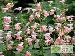 Salvia coccinea 'Coral Nymph'