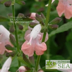 Salvia coccinea 'Coral Nymph'