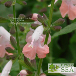 Salvia coccinea 'Coral Nymph'