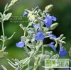 Salvia chamaedryoides var. isochroma