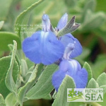 Salvia chamaedryoides var. isochroma