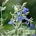 Salvia pachyphylla 'Blue Flame'
