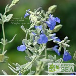 Salvia nemorosa 'Blau HÃ¼gel'