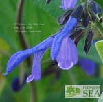 Salvia mexicana 'Ocampo'