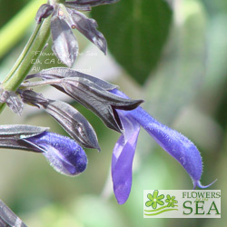 Salvia mexicana 'Puerto de la Zorra'