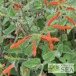 Salvia lineata