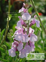 Salvia greggii 'Playa Rosa'