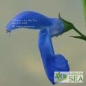 Salvia patens 'Large Form'