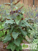 Salvia macrophylla 'Purple Leaf'