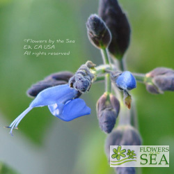 Salvia macrophylla 'Purple Leaf'