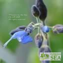 Salvia macrophylla 'Purple Leaf'