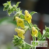 Salvia campanulata