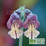 Salvia sp. from Szechuan