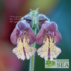 Salvia sp. from Szechuan