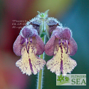Salvia sp. from Szechuan