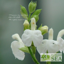 Salvia greggii 'Texas Wedding'