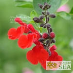 Salvia microphylla 'Red Velvet'