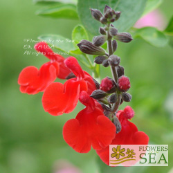 Salvia microphylla 'Red Velvet'