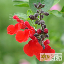 Salvia microphylla 'Red Velvet'