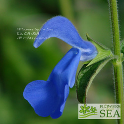 Salvia patens 'Oxford Blue'