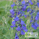 Salvia x 'Sally Greenwood'