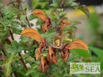 Salvia africana-lutea 'Kirstenbosch'