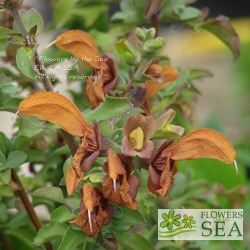 Salvia africana-lutea 'Kirstenbosch'