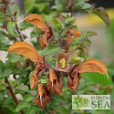 Salvia africana-lutea 'Kirstenbosch'