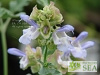 Salvia pomifera subsp. pomifera