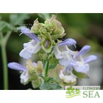 Salvia texana