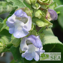 Salvia fruticosa