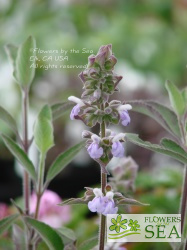 Salvia kellermanii