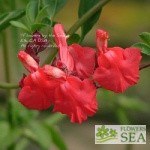 Salvia greggii 'Orange Yucca Do'