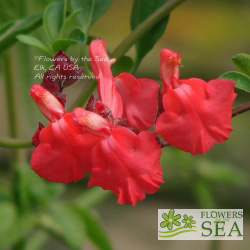 Salvia greggii 'Orange Yucca Do'