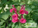 Salvia microphylla 'San Carlos Festival'