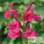 Salvia microphylla 'San Carlos Festival'