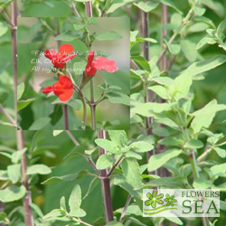 Salvia microphylla 'Belize Form'