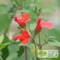 Salvia microphylla 'Belize Form'