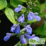 Salvia arizonica