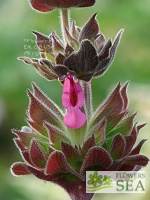 Salvia spathacea 'Topanga'