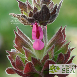 Salvia spathacea 'Topanga'