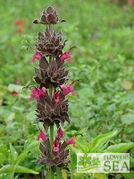 Salvia spathacea 'Powerline Pink'