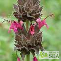 Salvia spathacea 'Powerline Pink'